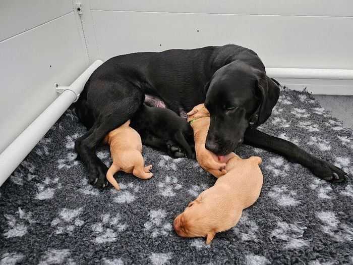 Labrador Retriever puppies for sale in Cowdenbeath, Fife ā KC registered, 1 week old
