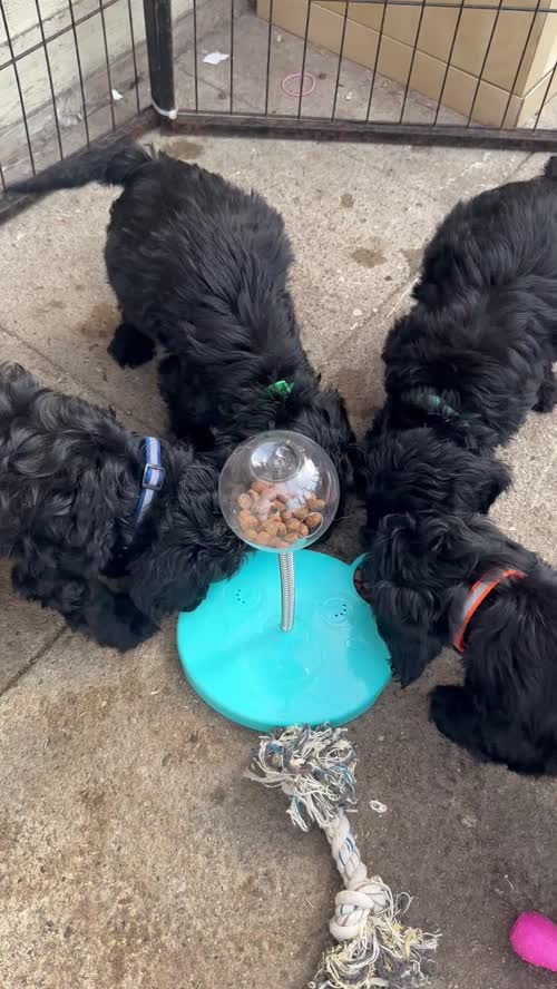 F1 cockapoo boys available for sale in Ely, Cambridgeshire