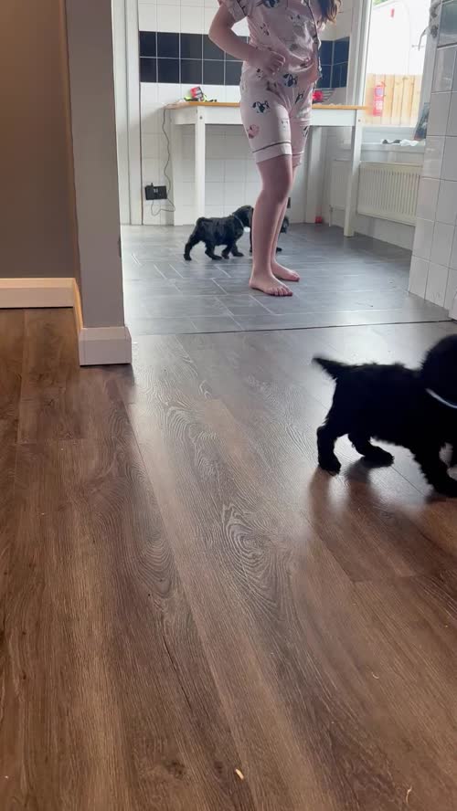 F1 cockapoo boys available for sale in Ely, Cambridgeshire
