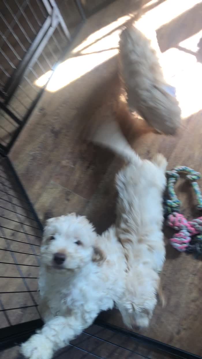 Cockapoo puppies for sale in Skegness, Lincolnshire – 9 weeks old