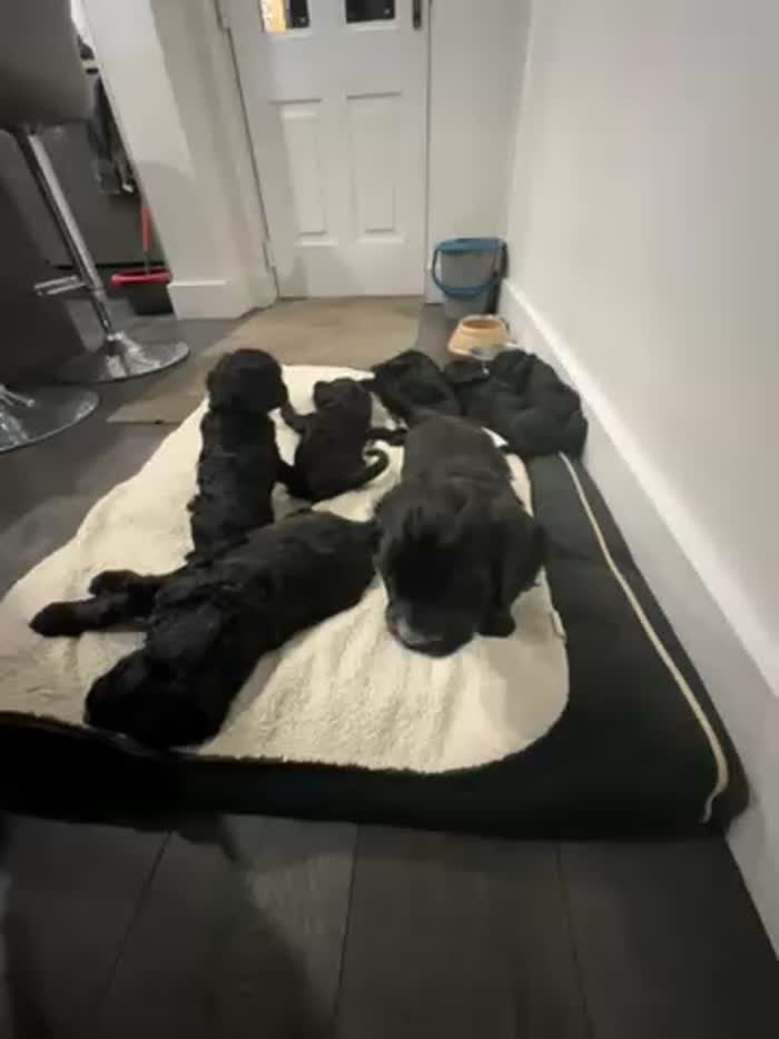 F1 first generation Cockapoo puppies for sale in Waltham Abbey, Essex