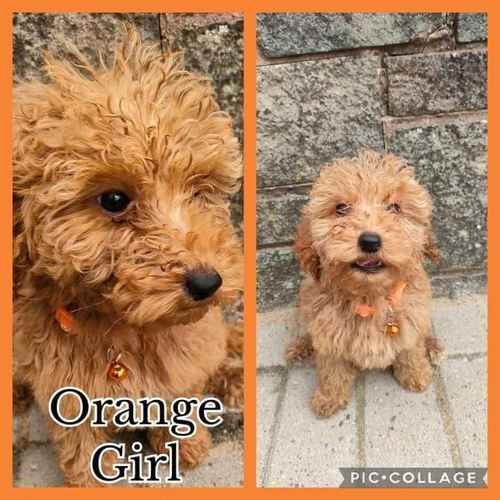 F1 Labradoodle puppies for sale in Oldbury, West Midlands