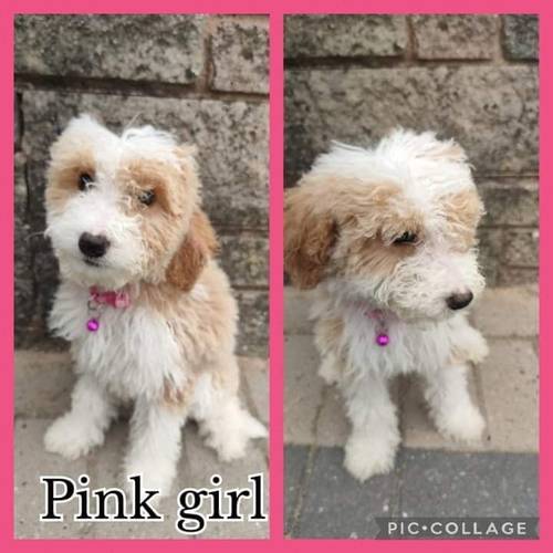 F1 Labradoodle puppies for sale in Oldbury, West Midlands - Image 2