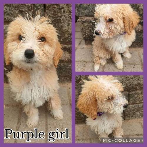 F1 Labradoodle puppies for sale in Oldbury, West Midlands - Image 3