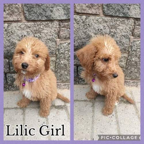 F1 Labradoodle puppies for sale in Oldbury, West Midlands - Image 4