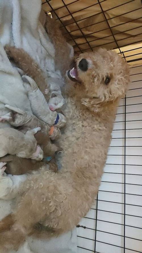 F1 Labradoodle puppies for sale in Oldbury, West Midlands - Image 7