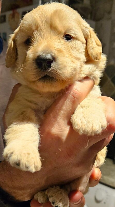 Working Fox Red Labrador Dogs And Puppies For Sale In Scarborough