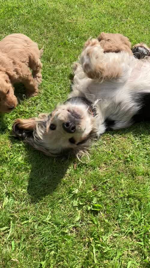 F1 Toy/Show cockapoo puppies both parents KC registered & Health tested for sale in Baschurch, Shropshire