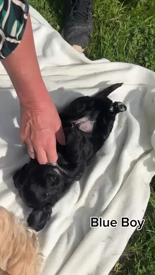 F1b Cockapoo Puppies for sale in Sedgefield, Durham