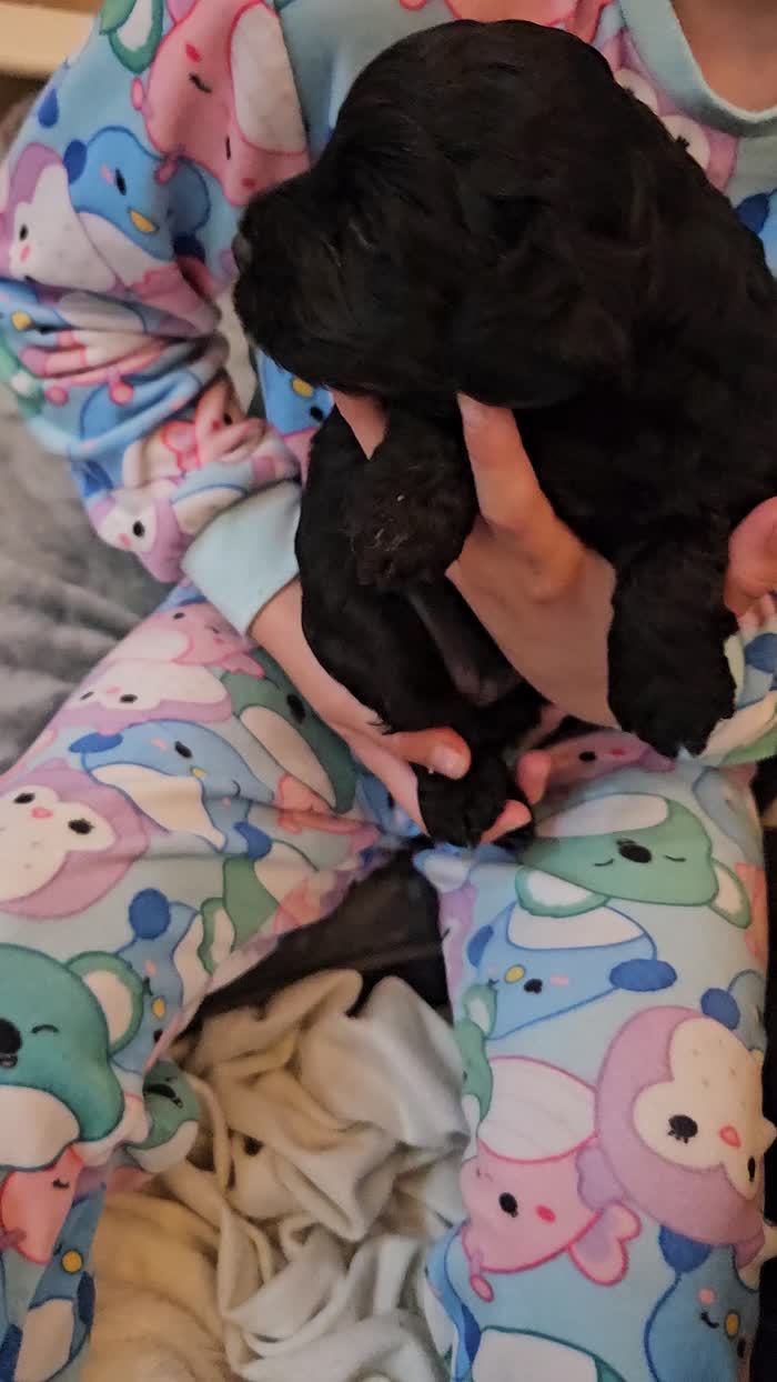 Cockapoo puppies for sale in Wakefield, West Yorkshire – 3 weeks old