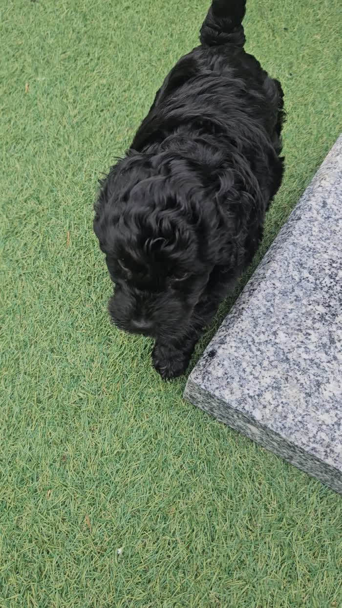Cockapoo puppies for sale in Wakefield, West Yorkshire – 5 weeks old