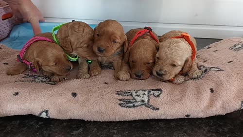 F1b cockapoos for sale in Ely, Cambridgeshire