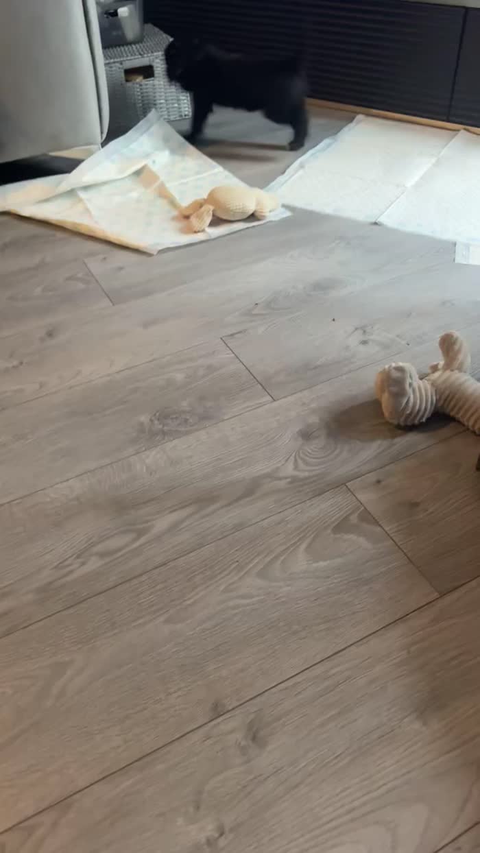 Cockapoo puppies for sale in Crewe, Cheshire – 7 weeks old