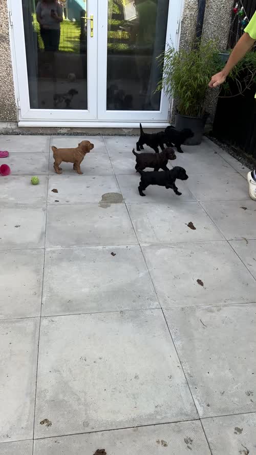 F2 Cockerpoo puppies 4 boys and 1 girl for sale in Builth Wells/Llanfair-Ym-Muallt, Powys