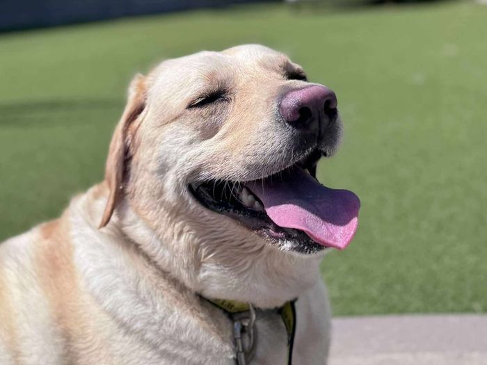 Labrador Retriever for adoption in Evesham, Worcestershire – 4 years old - Image 2 of 2