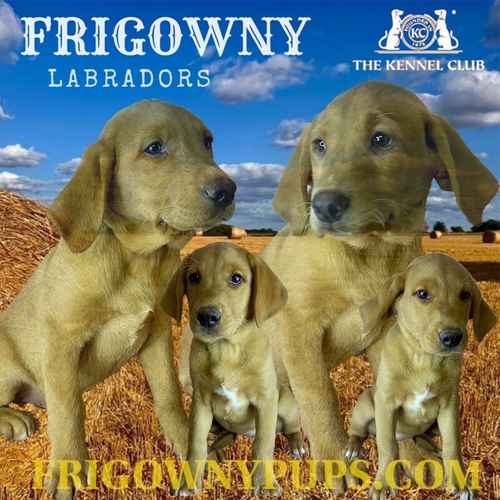 Fabulous Fox Red Labradors for sale in Market Rasen Lincolnshire 