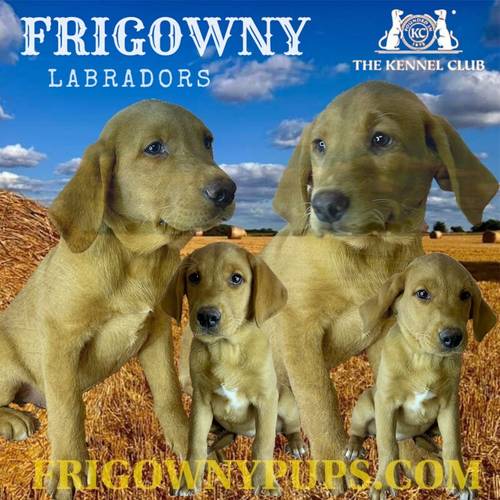 Fabulous Fox Red Labradors for sale in Market Rasen Lincolnshire - Image 1