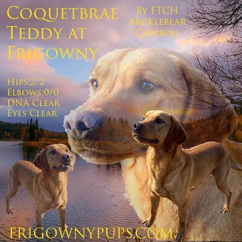 Fabulous Fox Red Labradors for sale in Market Rasen Lincolnshire - Image 4