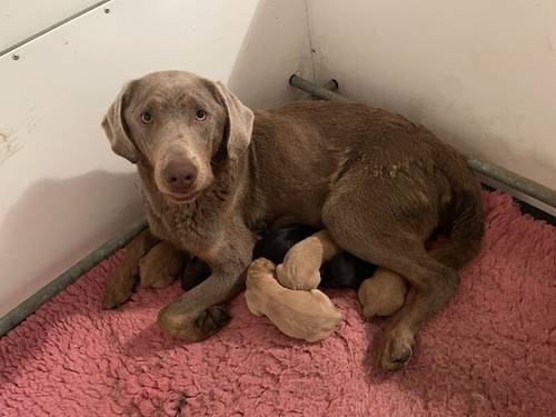 Fabulous Fox Red Labradors for sale in Market Rasen Lincolnshire - Image 6