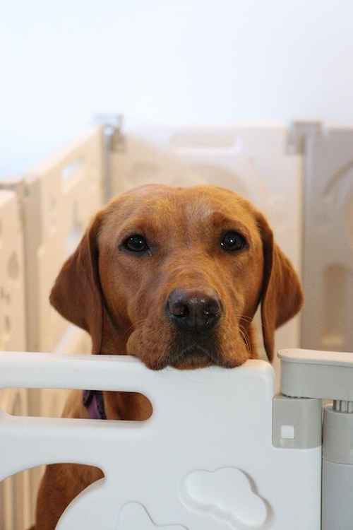 Last dog & 2 Bitches - Gorgeous Deep Fox Red Labs! FULLY HEALTH CHECKED AND KC REGISTERED for sale in Lincolnshire