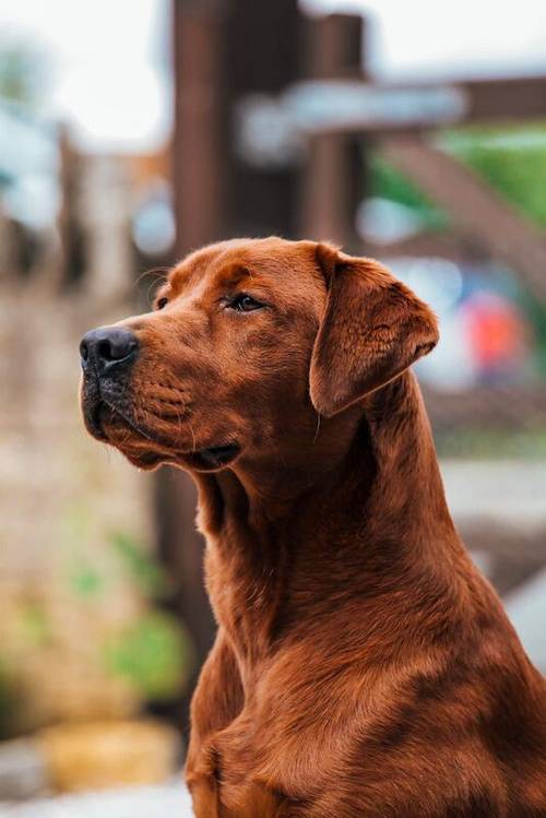 Last 2 Bitches - Gorgeous Deep Fox Red Labs! FULLY HEALTH CHECKED AND KC REGISTERED for sale in Lincolnshire - Image 3