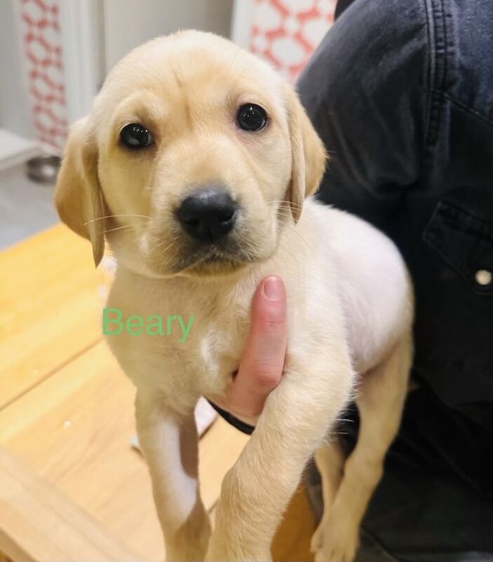 Labrador Retriever puppies for sale in Morpeth, Northumberland ā 8 weeks old