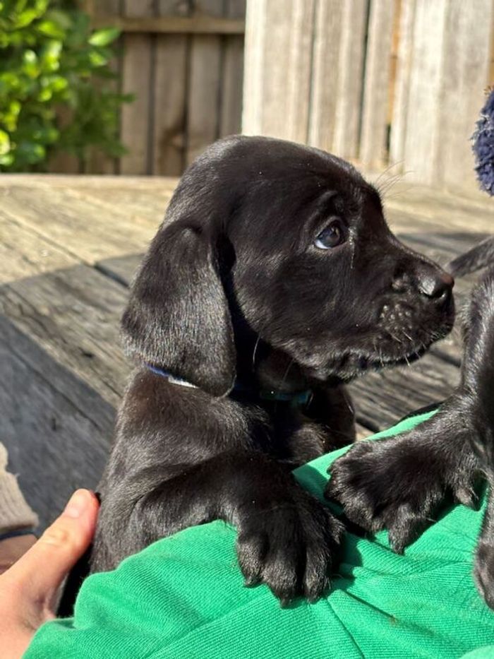 Labrador Retriever puppies for sale in Sherborne, Dorset – KC registered, 7 weeks old