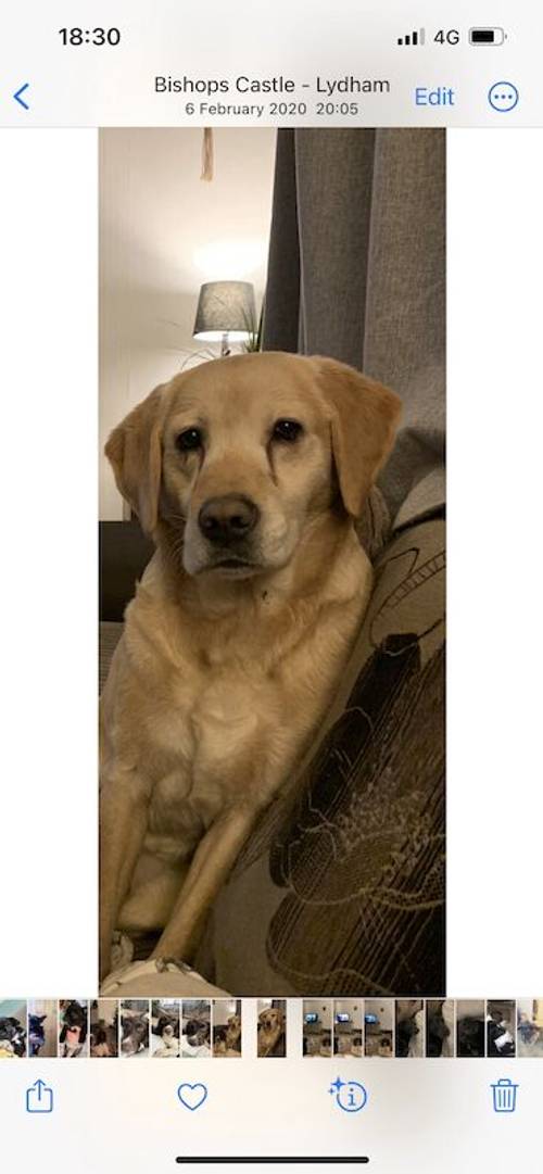 Family raised Labrador puppies for sale in Bishop's Castle, Shropshire - Image 1