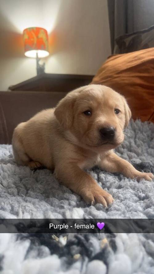 Family raised Labrador puppies for sale in Bishop's Castle, Shropshire - Image 8