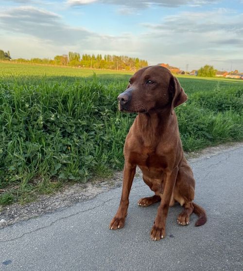 Family trained male Labrador for sale in Wisbech, Cambridgeshire