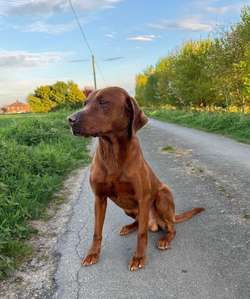 Family trained male Labrador for sale in Wisbech, Cambridgeshire | Image 2
