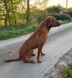 Family trained male Labrador for sale in Wisbech, Cambridgeshire | Image 3