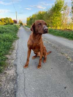 Family trained male Labrador for sale in Wisbech, Cambridgeshire | Image 4