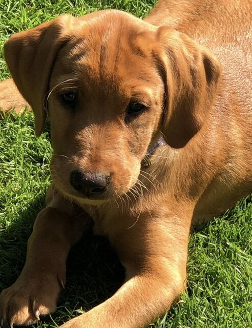 Fantastic Fox Red Labrador Pups For Sale in Stamford, Lincolnshire