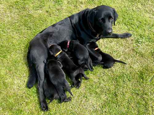 Fantastic KC Labrador puppies for sale (4 boys ready 1st June) for sale in Sleaford, Lincolnshire