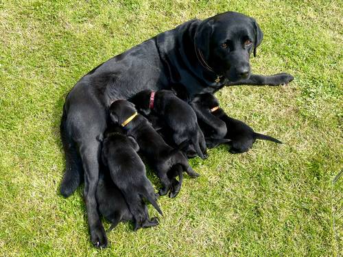 Fantastic KC Labrador puppies for sale (ALL SOLD) for sale in Sleaford, Lincolnshire - Image 1