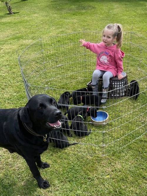 Fantastic KC Labrador puppies for sale (ALL SOLD) for sale in Sleaford, Lincolnshire - Image 2