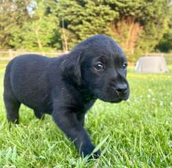 Fantastic KC Labrador puppies for sale (ALL SOLD) for sale in Sleaford, Lincolnshire | Image 3