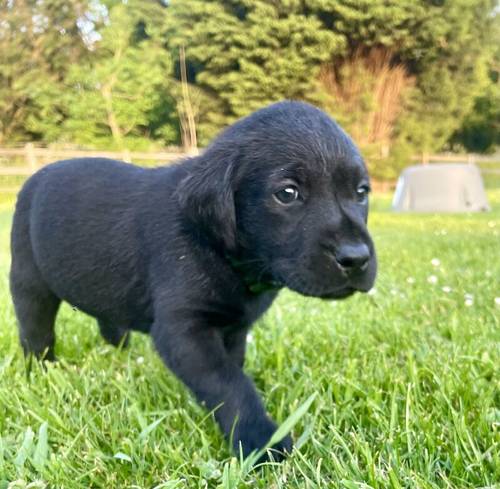 Fantastic KC Labrador puppies for sale (ALL SOLD) for sale in Sleaford, Lincolnshire - Image 3