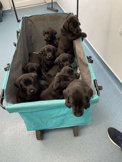 Fantastic KC Labrador puppies for sale (ALL SOLD) for sale in Sleaford, Lincolnshire | Image 4