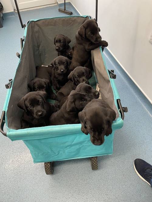 Fantastic KC Labrador puppies for sale (ALL SOLD) for sale in Sleaford, Lincolnshire - Image 4