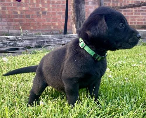 Fantastic KC Labrador puppies for sale (ALL SOLD) for sale in Sleaford, Lincolnshire - Image 5