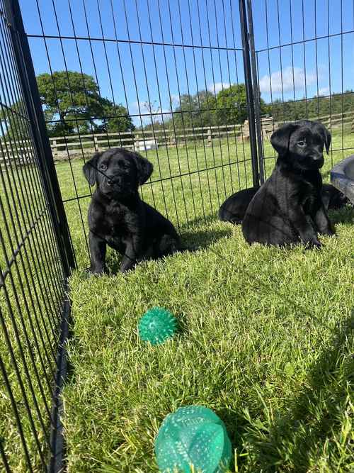 Fantastic kc reg health tested Labrador puppies for sale in Northallerton, North Yorkshire