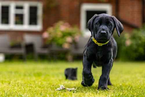 Fantastic KC registered black Labrador Retriever puppy for sale in Cambridge, Cambridgeshire