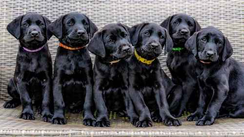 Fantastic KC registered black Labrador Retriever puppy for sale in Cambridge, Cambridgeshire