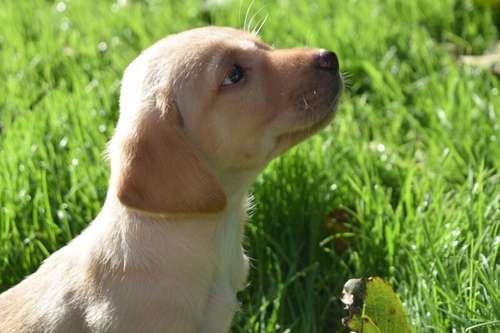 Fantastic KC Registered Labrador  READY NOW!!!! for sale in Boston, Lincolnshire