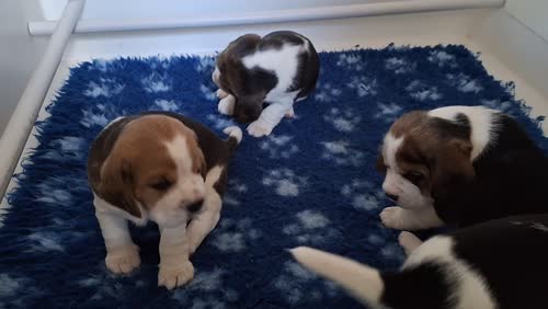 **STUNNING BEAGLE PUPPIES (KC REGISTERED)*** for sale in Gretna, Dumfries and Galloway