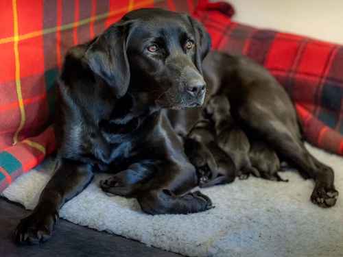 Fantastic litter of black working-type Labradors for sale in Cambridge, Cambridgeshire