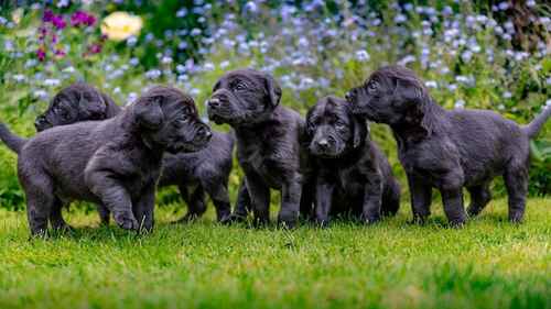 Fantastic litter of black working-type Labradors for sale in Cambridge, Cambridgeshire