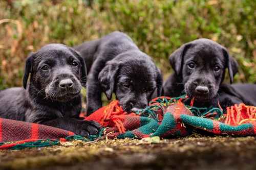 Fantastic litter of black working-type Labradors for sale in Cambridge, Cambridgeshire